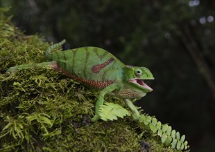 Chameleon (Furcifer timoni)