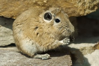 Common Gundi (Ctenodactylus gundi)