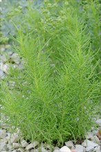 Green Santolina (Santolina rosmarinifolia