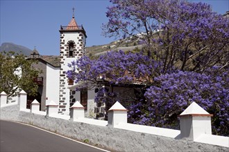 The church Nuestra Senora de las Angustias and a Blue Jacaranda tree (Jacaranda mimosifolia) with purple flowers