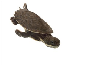 Saw-shelled Turtle (Elseya latisternum)