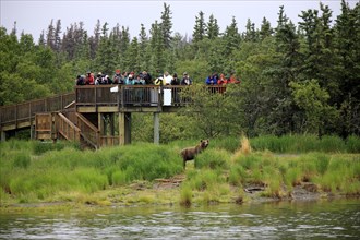 Tourists on an observation deck watching a Grizzly Bear (Ursus arctos horribilis)