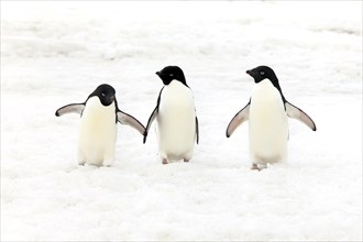 Three Adelie Penguins (Pygoscelis adeliae)