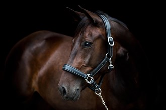 Brown trotter mare wearing a leather halter