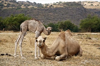 Dromedary or Arabian Camel (Camelus dromedarius) with a calf