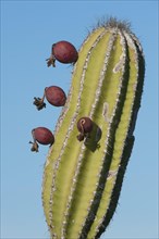 Candelabra Cactus (Jasminocereus thouarsii)