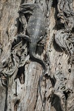 Rock monitor (Varanus albigularis) on a tree trunk
