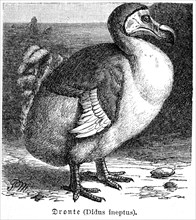 Dodo (Didus ineptus)