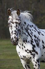 Appaloosa horse