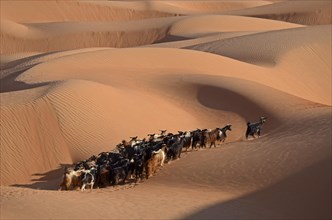 A herd of goats in the sand dunes of the Wahiba Sands desert