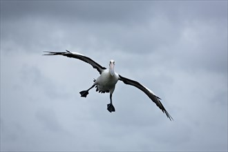 Australian Pelican (Pelecanus conspicillatus) in flight