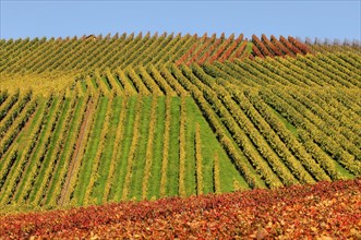 Vineyard in autumn