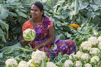 A woman is selling cauliflowers at the weekly vegetable market