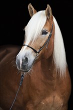 Tyrolean Haflinger with a show halter