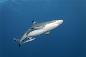 Blacktip Reef Shark (Carcharhinus melanopterus) with Live Sharksuckers (Echeneis naucrates)