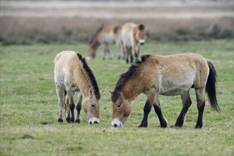 Przewalski's Horses (Equus ferus przewalskii)