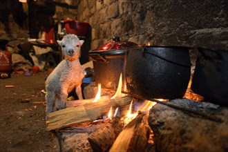 Lamb warming up by the open fire of a traditional stove