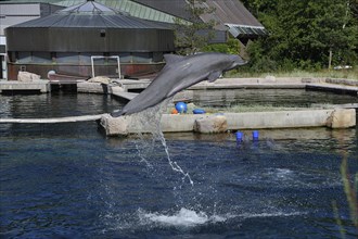 Bottlenose dolphin (Tursiops truncatus) jumping