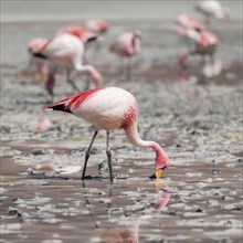 Andean flamingos (Phoenicoparrus andinus)