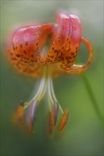 Panther Lily (Lilium pardalinum)