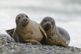 Grey Seals (Halichoerus grypus)