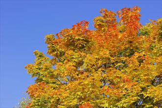 Norway Maple (Acer platanoides) in autumn