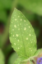 Lungwort (Pulmonaria officinalis)