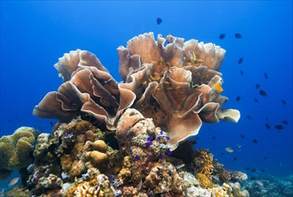 Solitary Montipora Coral (Montipora sp.)