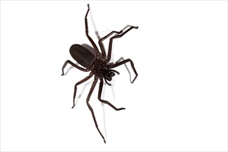 Australian Sac Spider (Cheiracanthium gilvum)