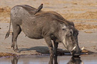 Warthog (Phacochoerus arthiopicus) with a Red-billed Oxpecker (Buphagus erythrorhynchus)