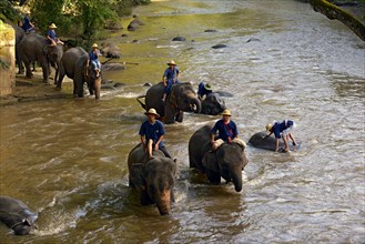 Mahouts bathing their Asian or Asiatic Elephants (Elephas maximus) in the Mae Tang River