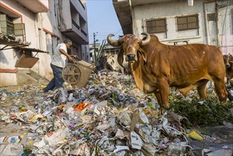 Cattle foraging in a heap of garbage