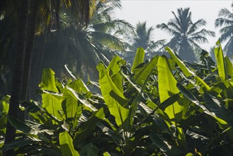 Green leaves of banana plants (Musa acuminata) in a plantation surrounded by coconut trees between the ruins of the former Vijayanagara Empire