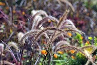 Fountain Grass (Pennisetum setaceum)