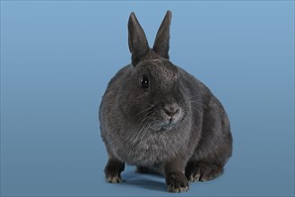 Blue Dwarf rabbit