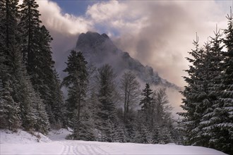 Peak of Mt Aggenstein engulfed in clouds with a winter forest
