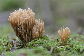 Coral fungus (Ramaria Eumorpha)