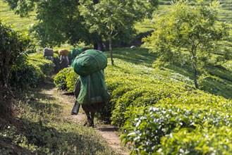 Tea pluckers walking down a path on a tea plantation