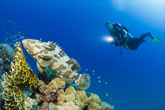 Scuba diver watching a Malabar Grouper (Epinephelus malabaricus)