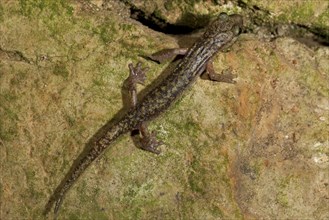 Imperial cave salamander (Speleomantes imperialis)