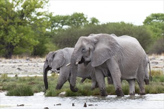 African elephants (Loxodonta africana) at a waterhole