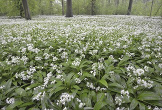 Flowering wild garlic (Allium ursinum) in spring forest