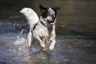 Husky Munsterlander Labrador mixed-breed dog