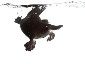 Duck-billed Platypus (Ornithorhynchus anatinus)