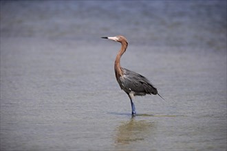 Reddish Egret (Egretta rufescens)