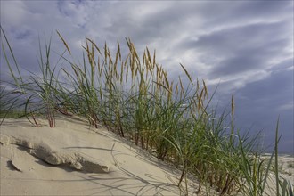 Dune grass