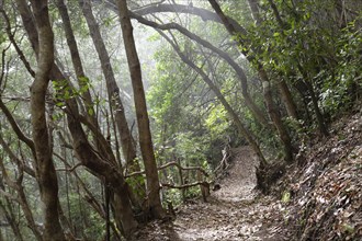 Hiking trail in the laurel forest of the Los Tilos Biosphere Reserve