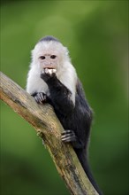 White-headed Capuchin or White-faced Capuchin (Cebus capucinus)