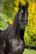 Arabian Thoroughbred Horse wearing a show halter