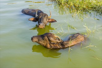 Two Water Buffaloes (Bubalus bubalis) swimming in the lake
